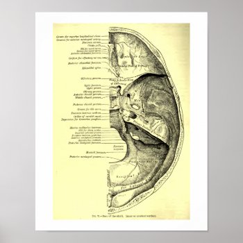 Vintage Human Anatomy Base Of The Skull Inner Poster by vintage_anatomy at Zazzle