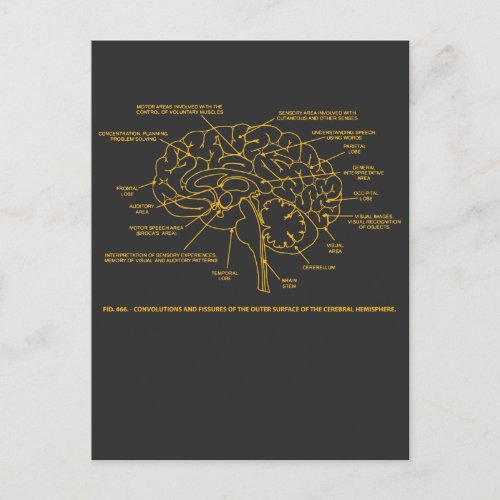 Vintage Human Anatomy Brain Postcard