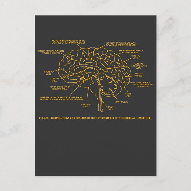 Vintage Human Anatomy Brain Postcard (Front)