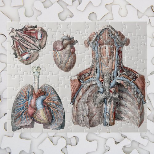 Vintage Human Anatomy Chest Organs Eyes Jigsaw Puzzle