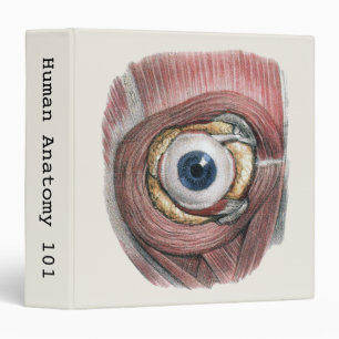 Vintage Human Anatomy, Eyeball Eye with Muscles 3 Ring Binder