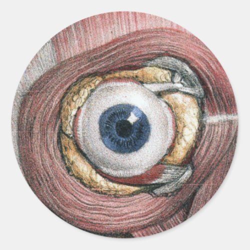 Vintage Human Anatomy Eyeball Eye with Muscles Classic Round Sticker