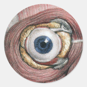 Vintage Human Anatomy, Eyeball Eye with Muscles Classic Round Sticker