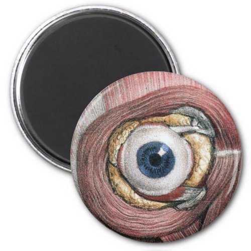 Vintage Human Anatomy Eyeball Eye with Muscles Magnet