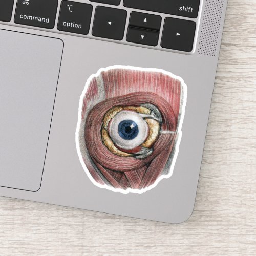 Vintage Human Anatomy Eyeball Eye with Muscles Sticker
