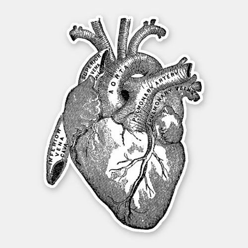 Vintage Human Anatomy Heart Black Sticker
