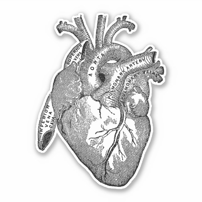 Vintage Human Anatomy Heart Black Sticker (Front)