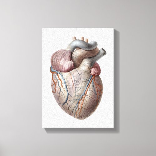 Vintage Human Anatomy Heart Organs Healthy Canvas Print