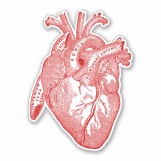 Vintage Human Anatomy Heart Red Sticker