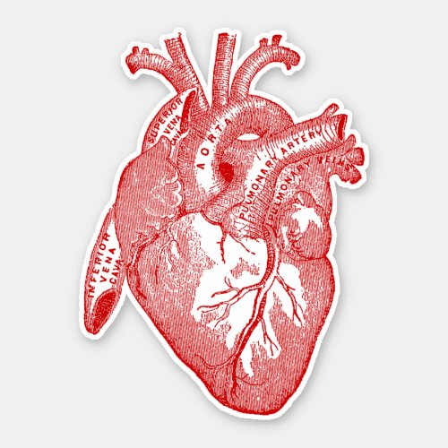 Vintage Human Anatomy Heart Red Sticker