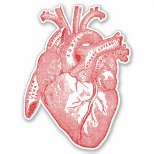 Vintage Human Anatomy Heart Sticker