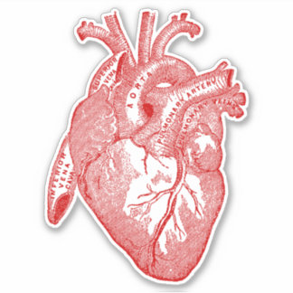 Vintage Human Anatomy Heart Sticker