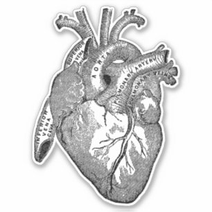 Vintage Human Anatomy Heart Sticker