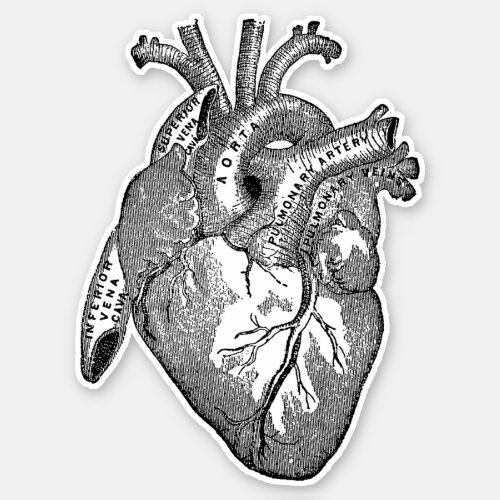 Vintage Human Anatomy Heart Sticker