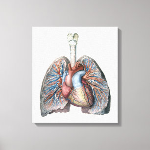Vintage Human Anatomy Lungs Heart Organs Blood Canvas Print
