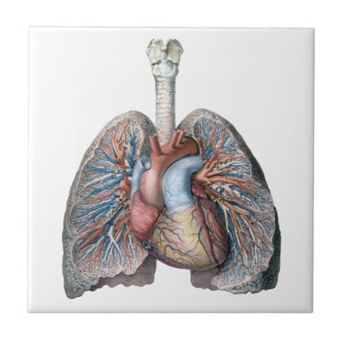 Vintage Human Anatomy Lungs Heart Organs Blood Ceramic Tile