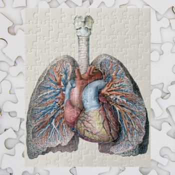 Vintage Human Anatomy Lungs Heart Organs Blood Jigsaw Puzzle by YesterdayCafe at Zazzle
