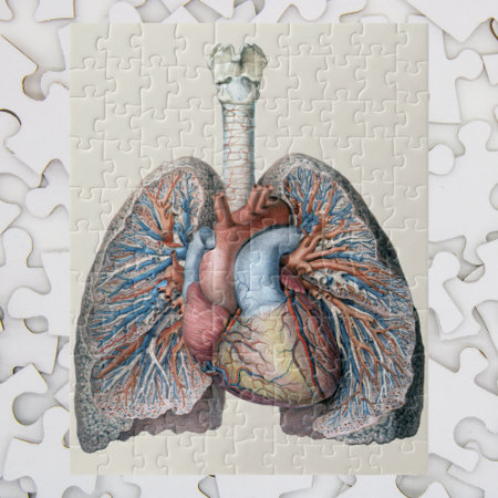 Vintage Human Anatomy Lungs Heart Organs Blood Jigsaw Puzzle