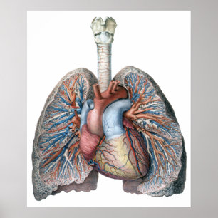 Vintage Human Anatomy Lungs Heart Organs Blood Poster