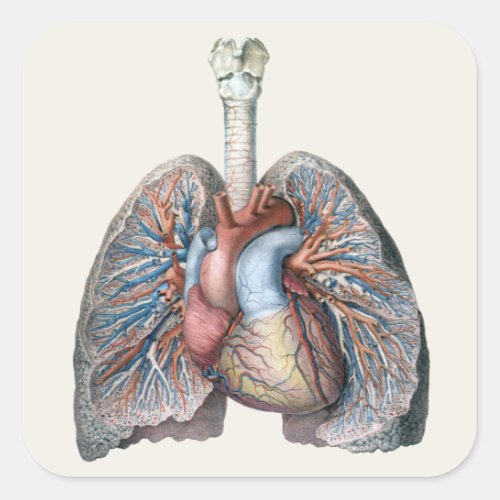 Vintage Human Anatomy Lungs Heart Organs Blood Square Sticker