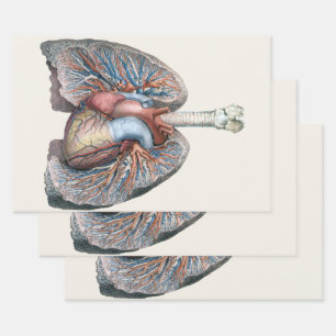 Vintage Human Anatomy Lungs Heart Organs Blood Wrapping Paper Sheets