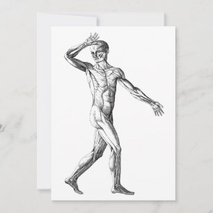 Vintage Human Anatomy, Male Body Muscles