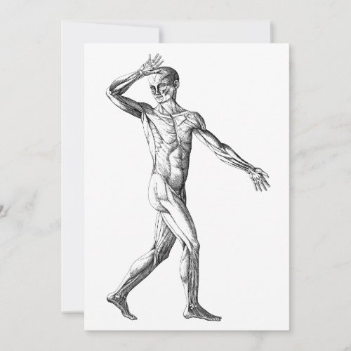 Vintage Human Anatomy Male Body Muscles