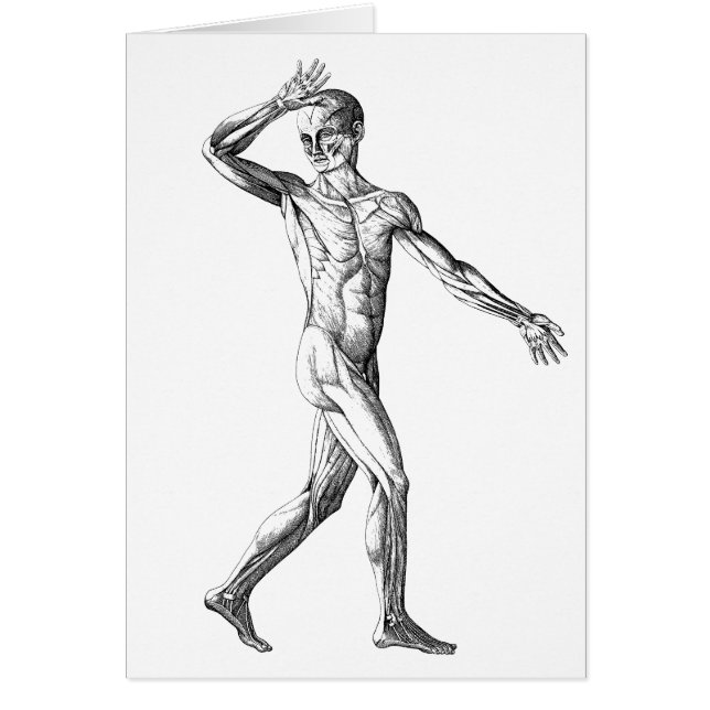 Vintage Human Anatomy, Male Body Muscles (Front)