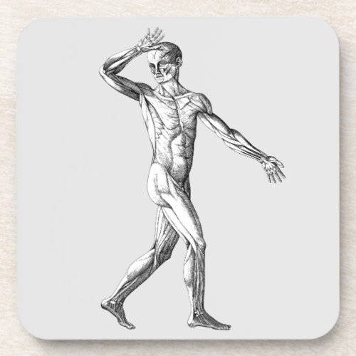 Vintage Human Anatomy Male Body Muscles Beverage Coaster
