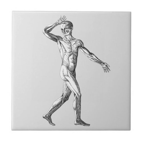 Vintage Human Anatomy Male Body Muscles Ceramic Tile