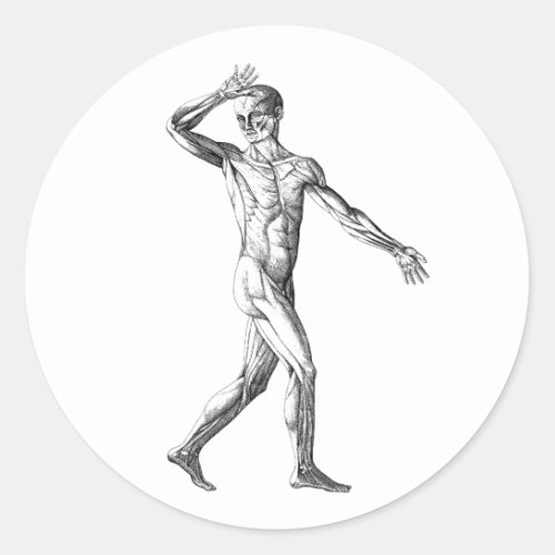 Vintage Human Anatomy Male Body Muscles Classic Round Sticker