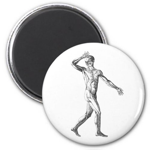 Vintage Human Anatomy Male Body Muscles Magnet
