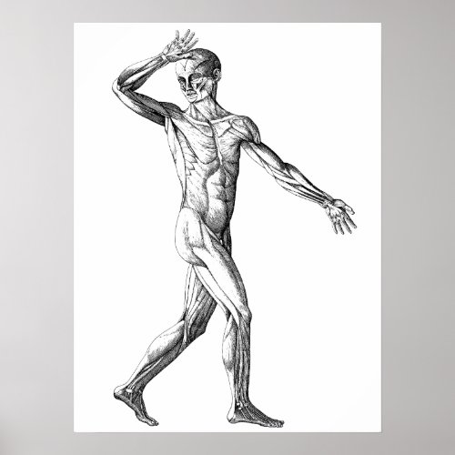 Vintage Human Anatomy Male Body Muscles Poster