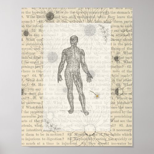 Vintage human anatomy poster