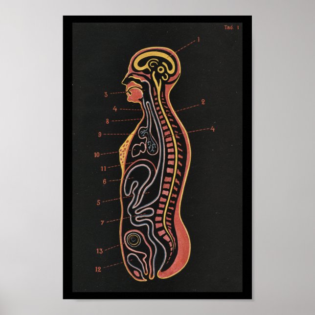 Vintage Human Anatomy Print (Front)