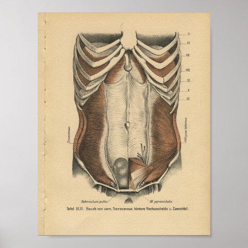 Vintage Human Anatomy Print Abdominal Muscles