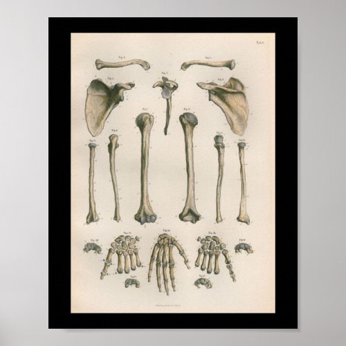 Vintage Human Anatomy Print Arm Hand Bones