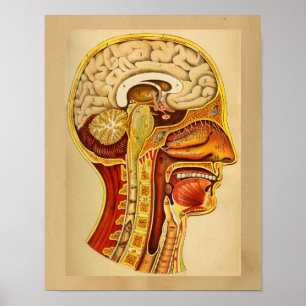 Vintage Human Anatomy Print Brain Spine
