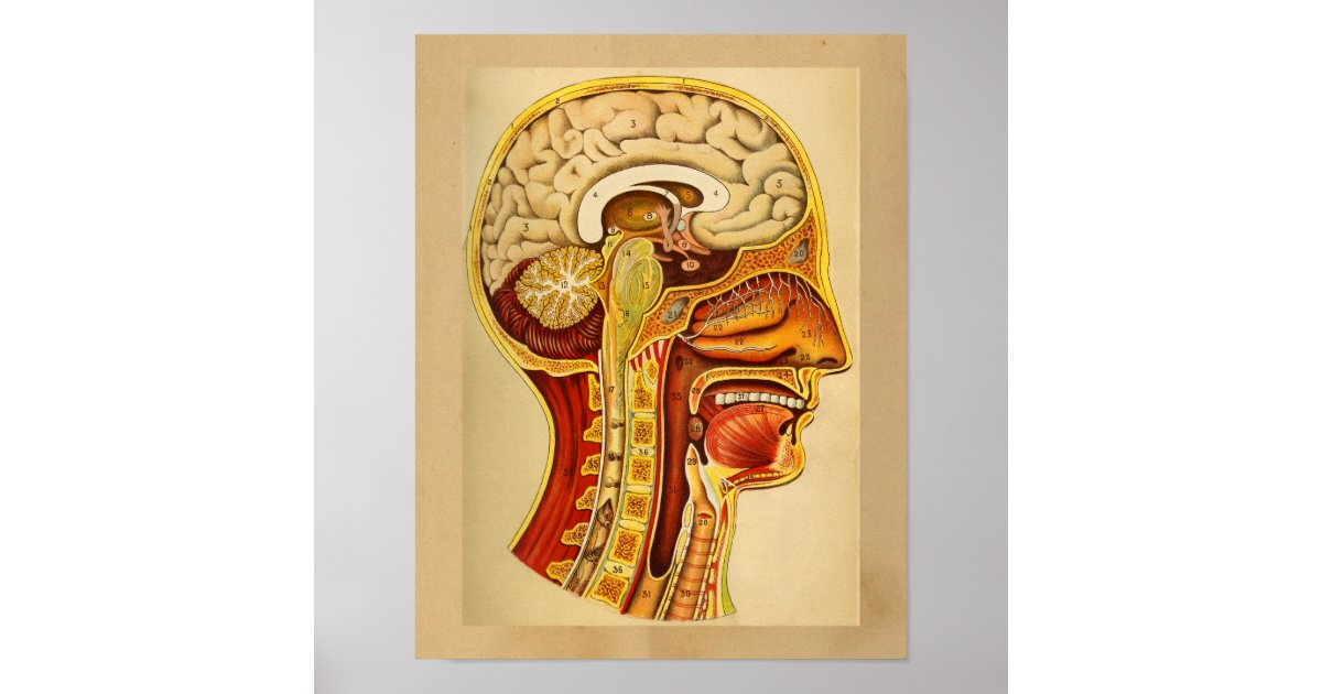 Vintage Human Anatomy Print Brain Spine | Zazzle