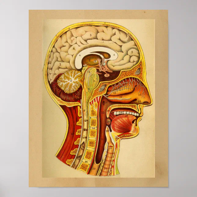 Vintage Human Anatomy Print Brain Spine | Zazzle