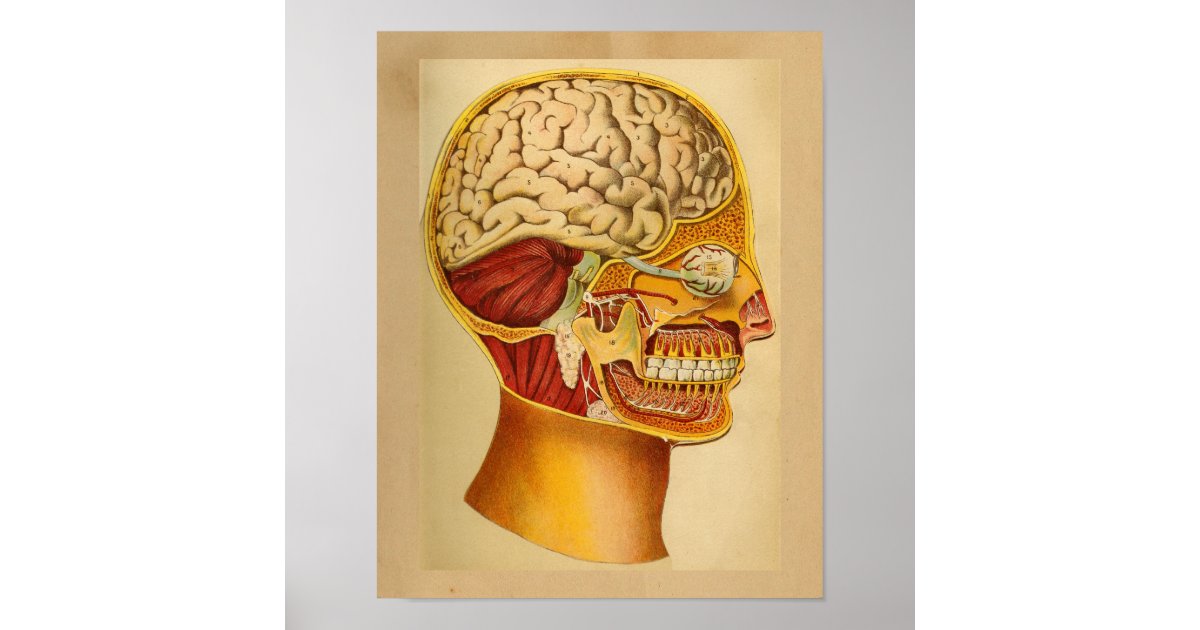 Vintage Human Anatomy Print Head Brain | Zazzle