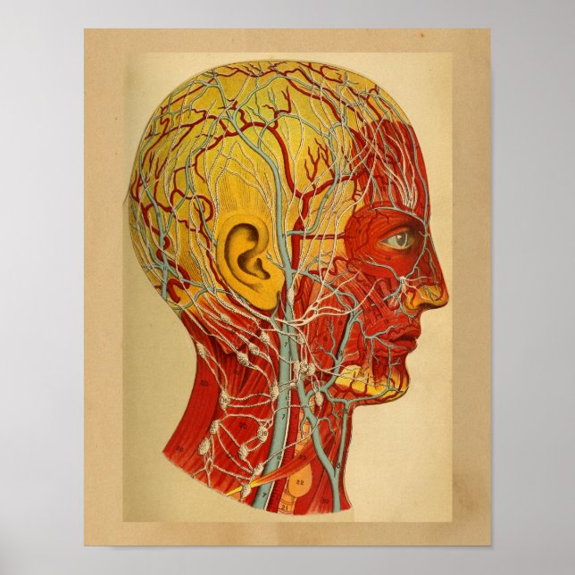 Vintage Human Anatomy Print Head Muscles (Front)
