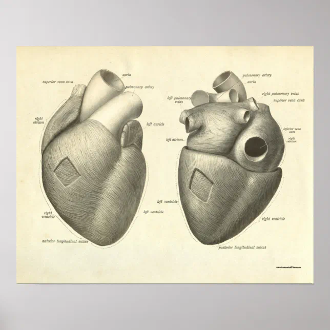 Vintage Human Anatomy Print Heart | Zazzle