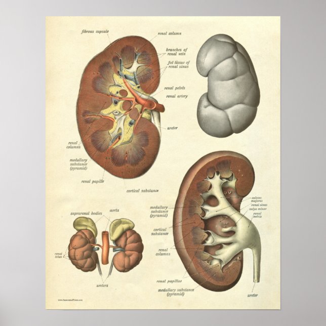 Vintage Human Anatomy Print Kidney (Front)