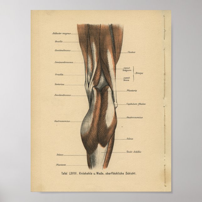 Vintage Human Anatomy Print Leg Muscles (Front)