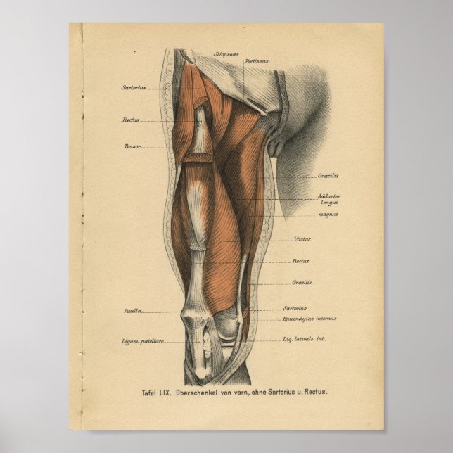 Vintage Human Anatomy Print Leg Muscles (Front)