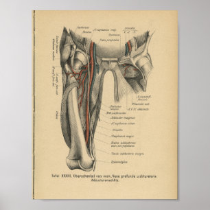 Vintage Human Anatomy Print Leg Muscles