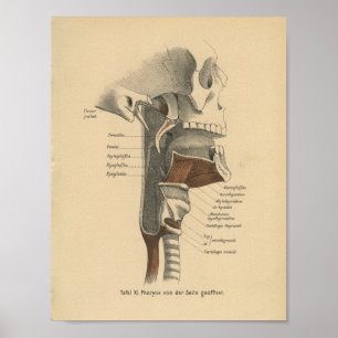 Vintage Human Anatomy Print Neck Muscles