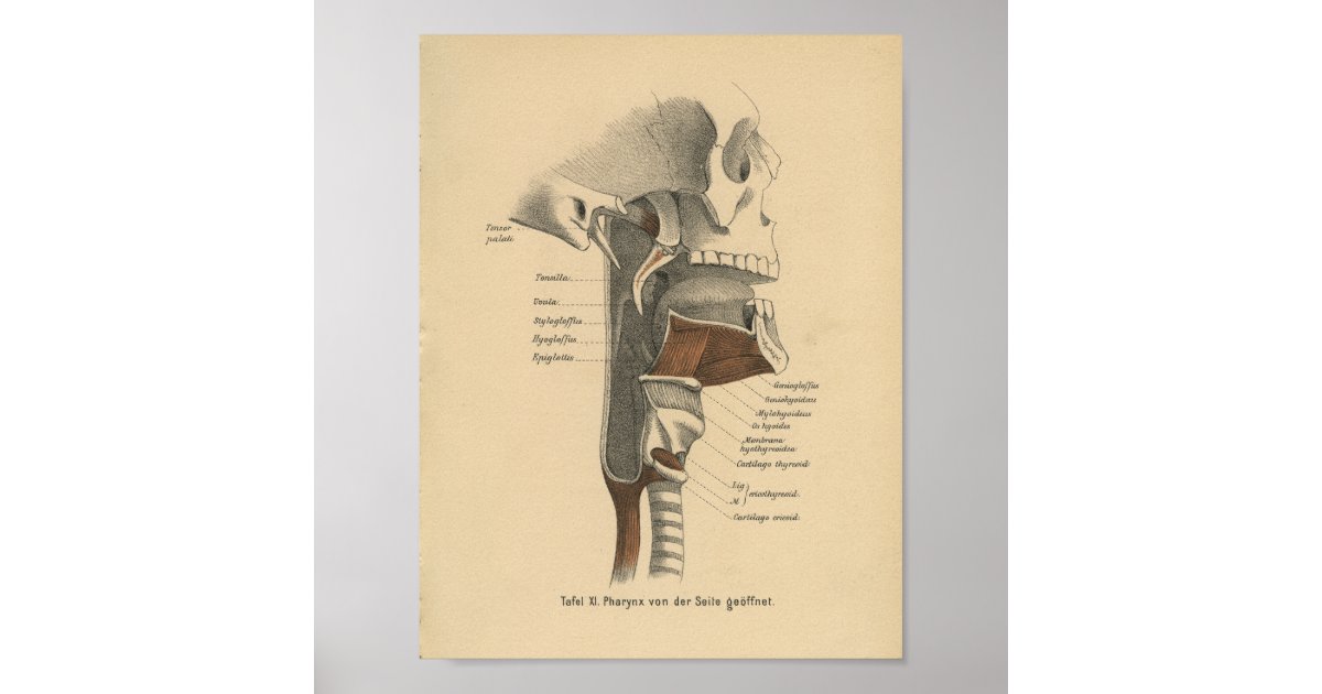 Vintage Human Anatomy Print Neck Muscles | Zazzle