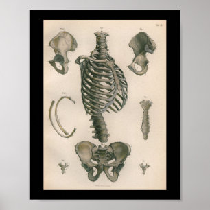 Vintage Human Anatomy Print Skeleton Bones